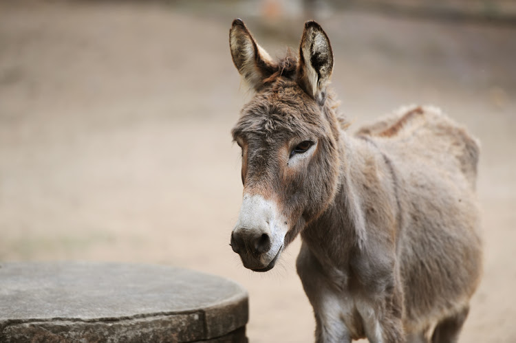 Is that Pretoria 'pap and vleis' being made with donkey?