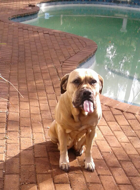 Jes die brawe boerboel hou skurk  in swembad aan